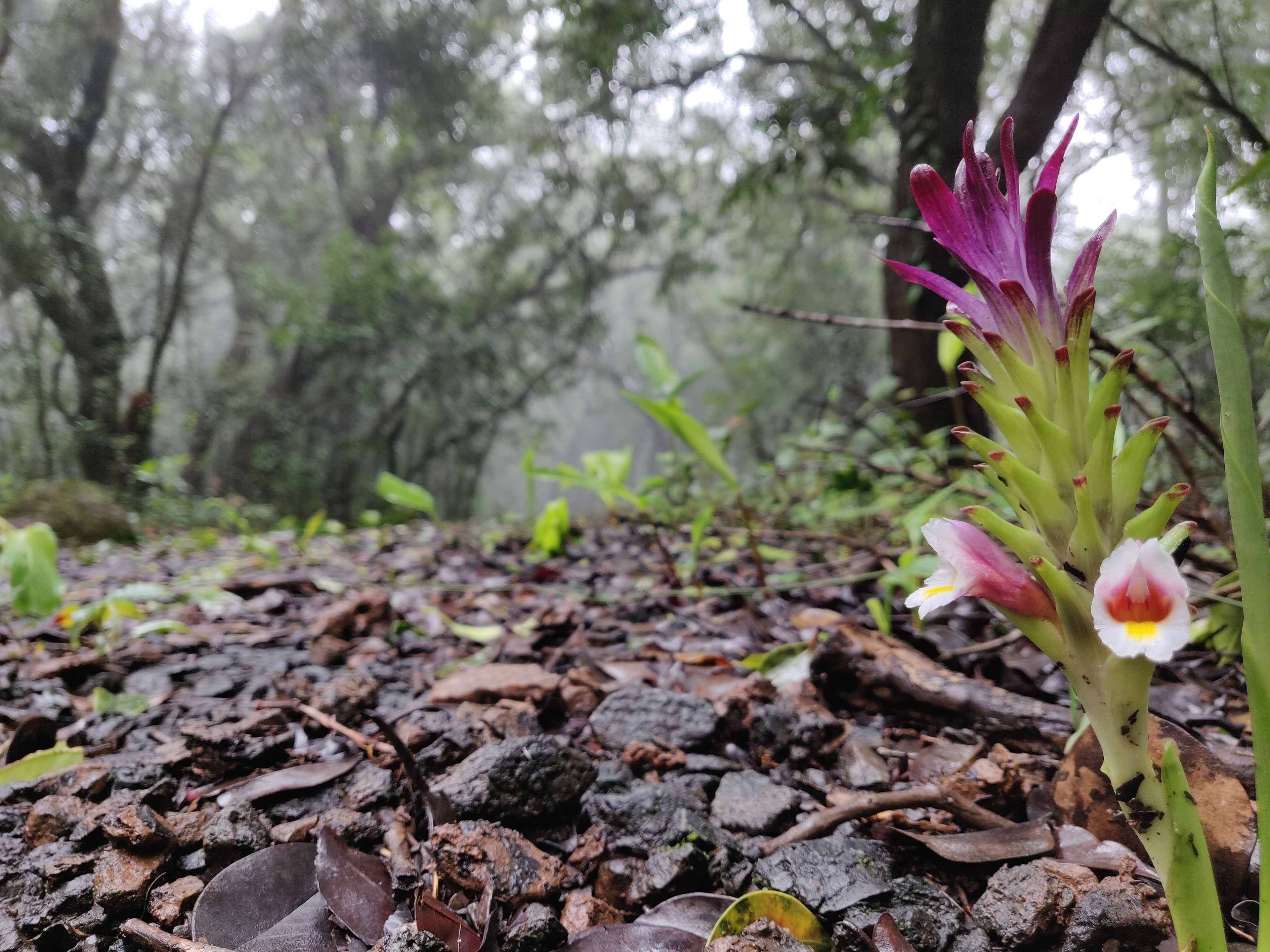 Monsoon Walk at BNHS Reserve