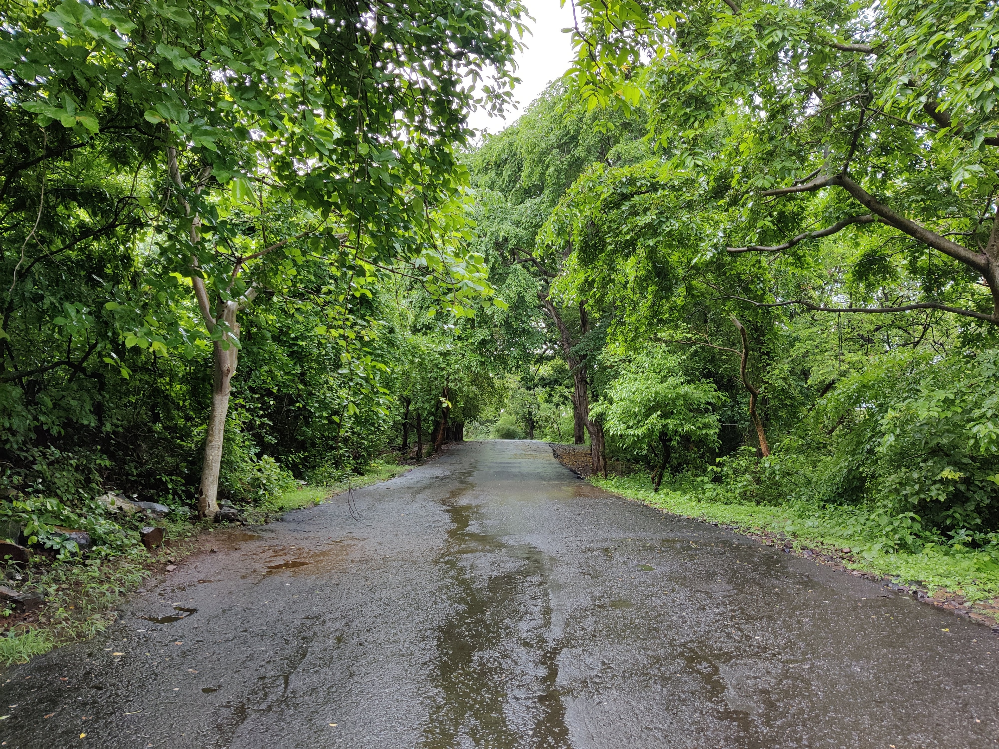 Temple Trail at BNHS Reserve, Goregaon