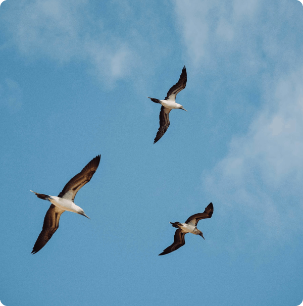 Birds in flight against a blue sky