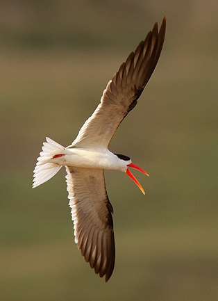 Indian Skimmers