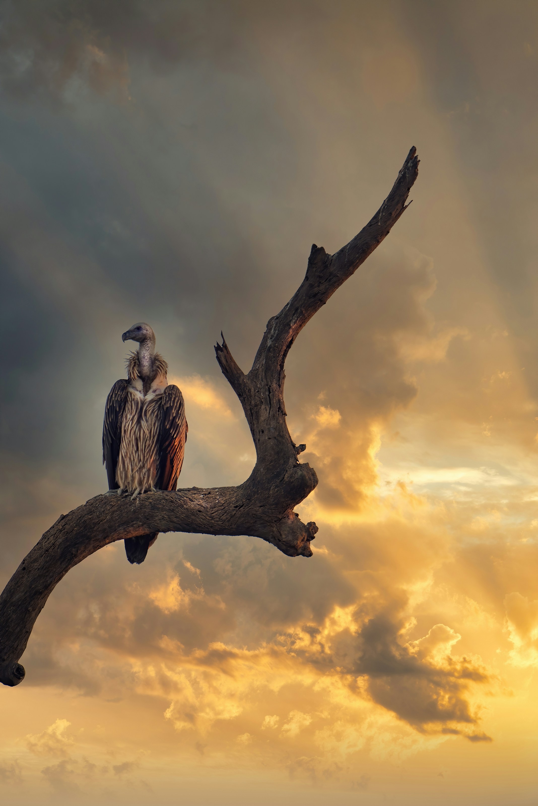 Safe Zone Initiative for Vultures