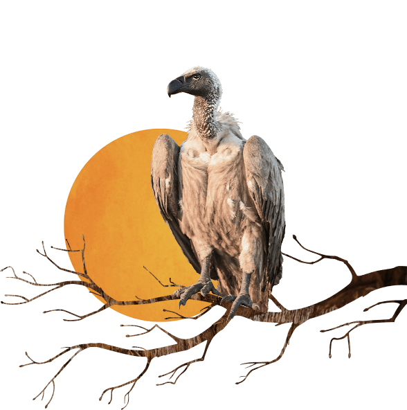 BNHS Conservation Illustration