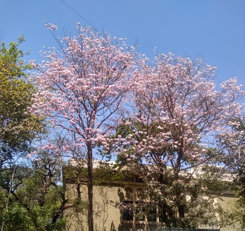 Heritage Tree Walk