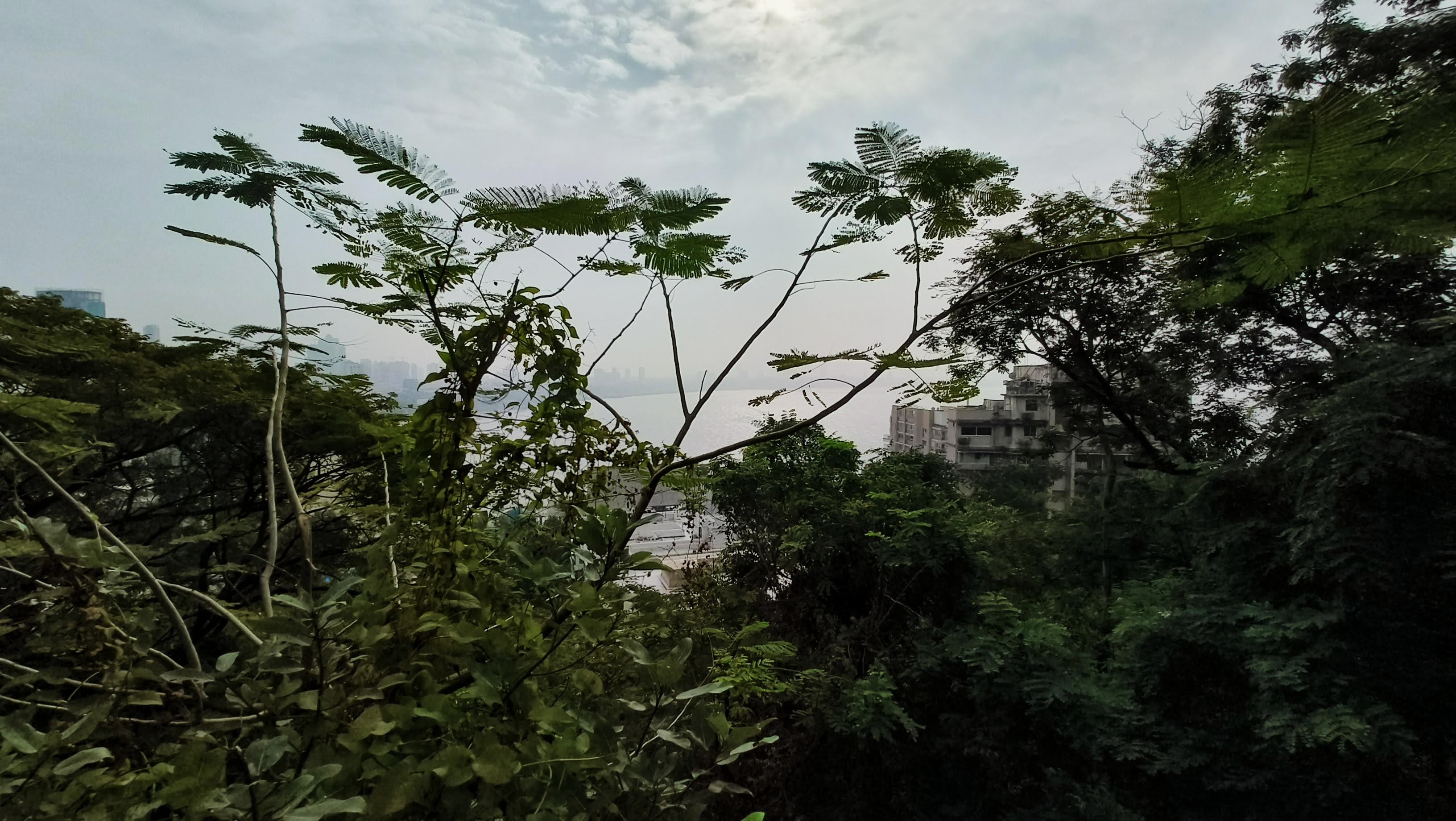 Malabar Hill Tree Walk
