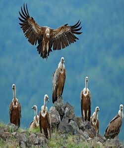 India bans two cattle medicines, ketoprofen and aceclofenac, linked to vulture deaths