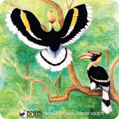 Hornbill perched on a branch