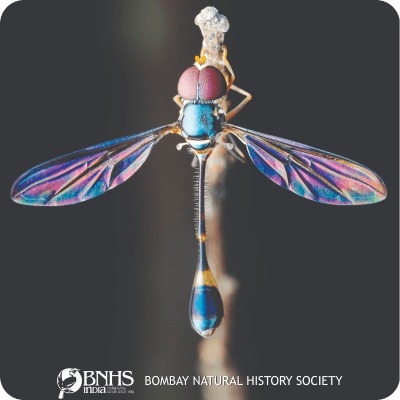 Colorful dragonfly resting on a leaf
