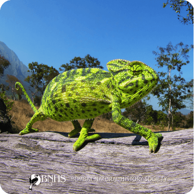 Green chameleon on a branch