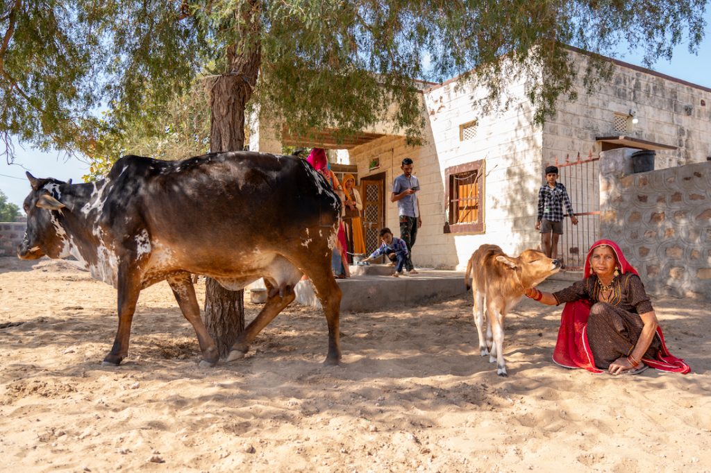 A Bishnoi household in Khetolai, Rajasthan. Image credit: Akshita Jain.