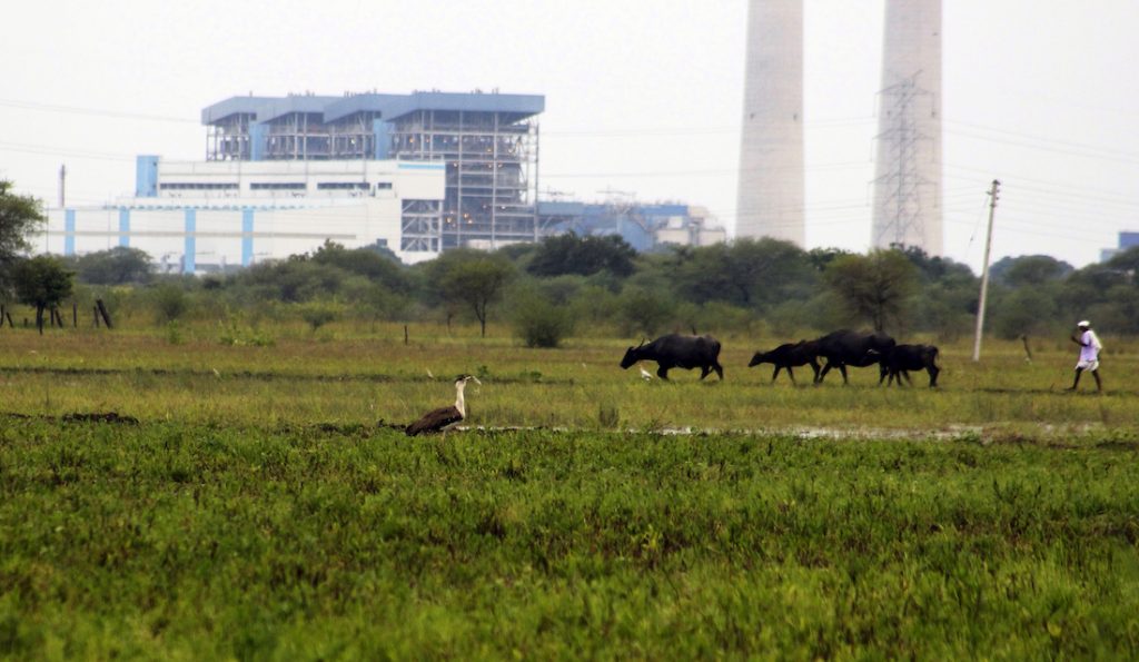 A great Indian bustard recorded in October 2013 front of a power plant in the heavily disturbed habitat of Warora, Maharashtra. Image by: Sujit Narwade.