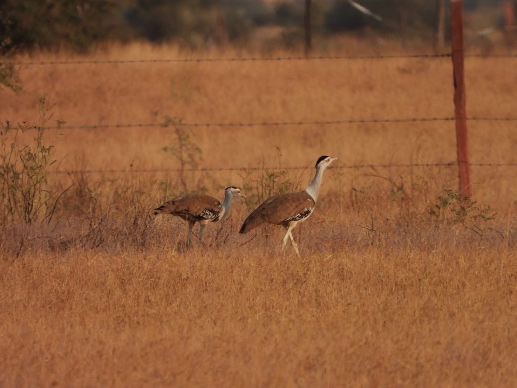 GIB juvenile and mother in the Grassland Reserve of BNHS in Khetolai, Rajasthan. Image by: Pankaj Bishnoi.