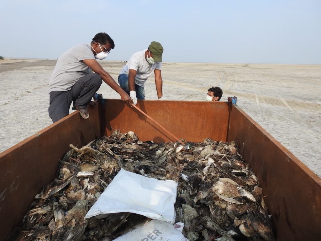 Dr. Sujit Narwade at the Sambhar Jheel in November 2019 to inspect the cause of the mass mortality event of birds visiting the lake.