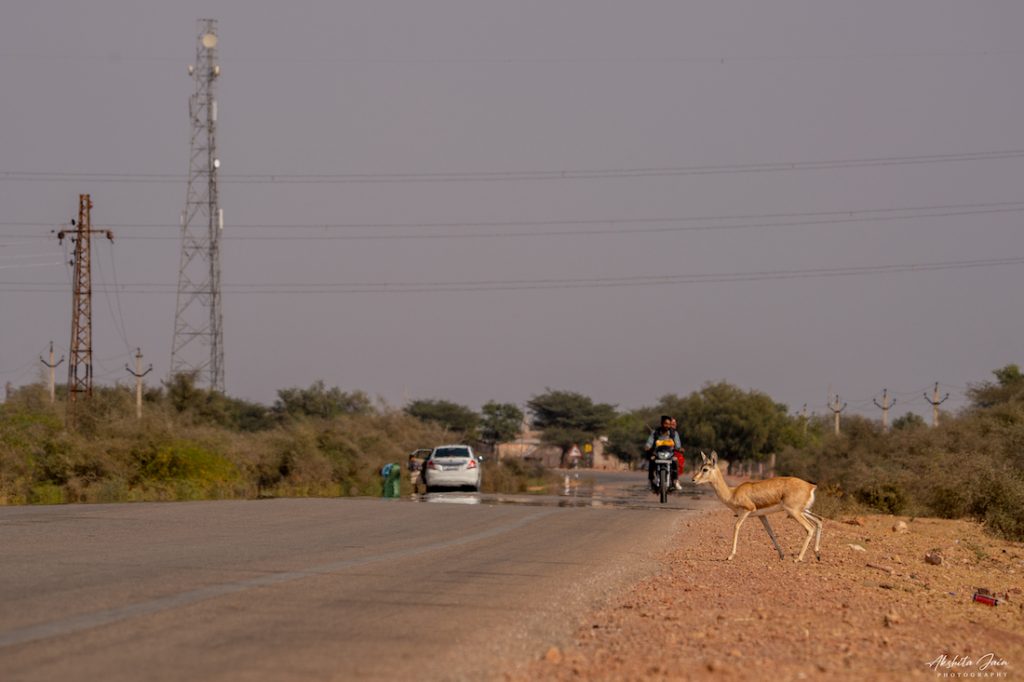 Linear infrastructure like roads and power lines are fragmenting wildlife habitats in the Thar Desert. Image by: Akshita Jain.