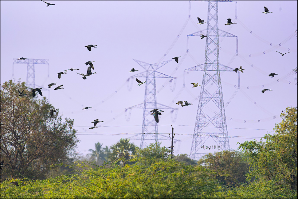 Birds flying through the powerline near Ankasamudra.