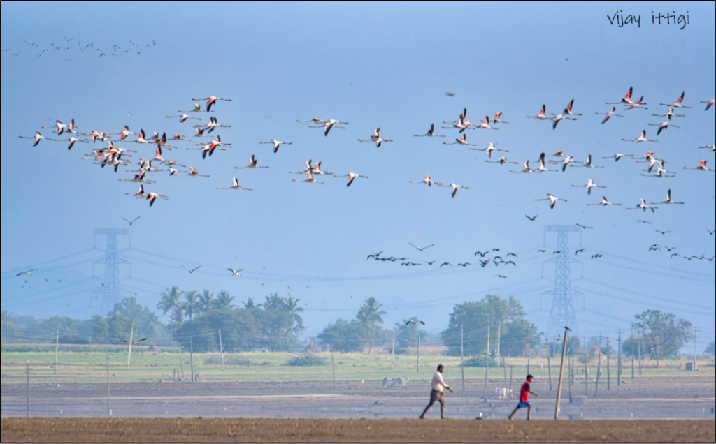 Large flock of Flamingos arriving at Ankasamudra.